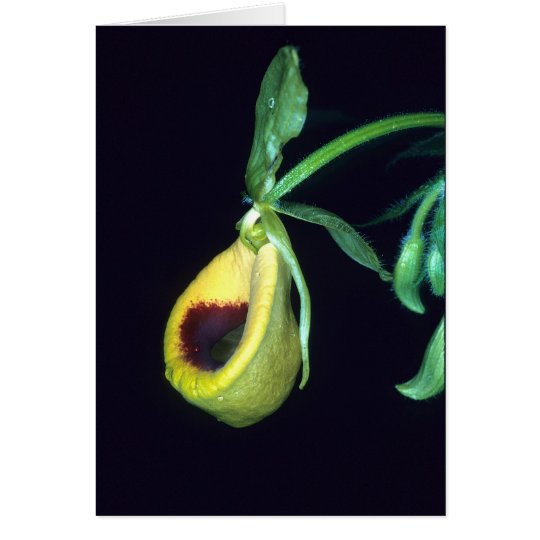 Tarjeta LA GUAYANA FRANCESA: Palmifolium del Selenipedium