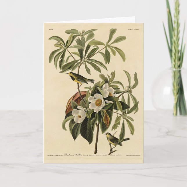 Tarjeta La guerra de Bachman, de los pájaros de América de (Anverso)