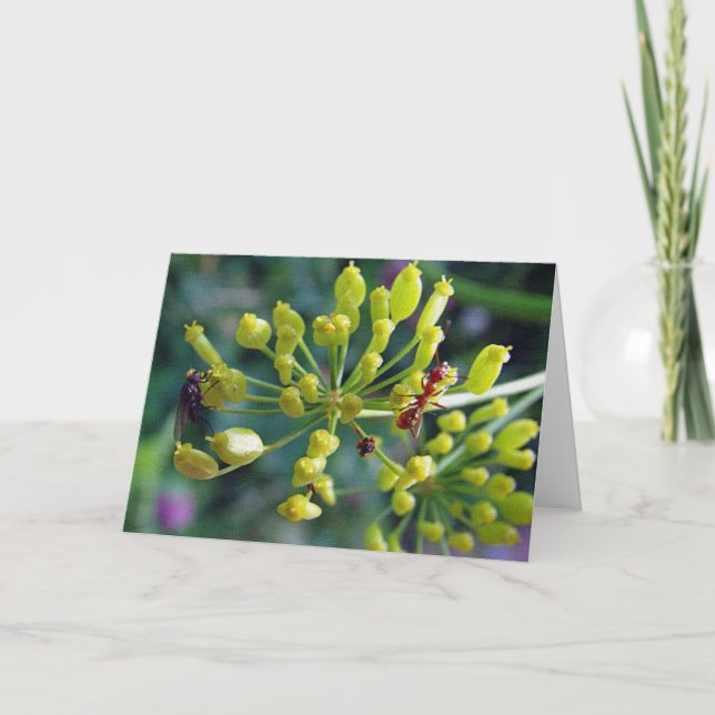 Tarjeta La hormiga, la mosca y la maleza (Anverso)