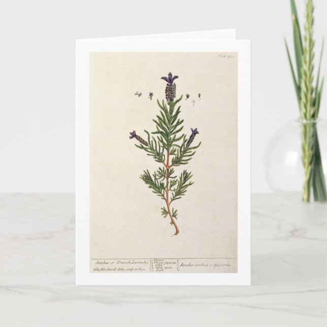 Tarjeta La lavanda francesa, platea 241 'de un Herbal (Anverso)