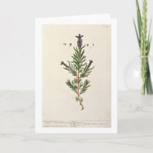 Tarjeta La lavanda francesa, platea 241 'de un Herbal
