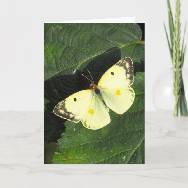 Tarjeta La mariposa amarilla nublada de Berger (Anverso)