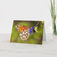 La mariposa de la pasión abrazo la fotografía de L