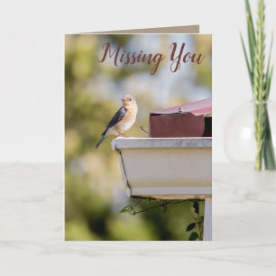 Tarjeta La naturaleza de la fotografía de pájaro te extrañ