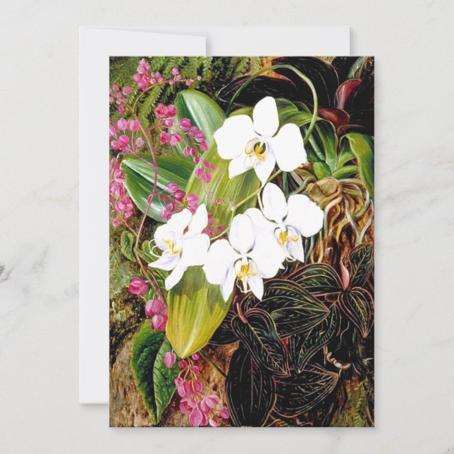 Tarjeta La orquídea malaya de la polilla y un alpinista es (Anverso)