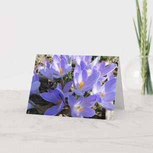 Tarjeta La primavera está estallando, las azafranes y