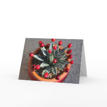 La reina Victoria Agave con las cerezas de DLBaldw