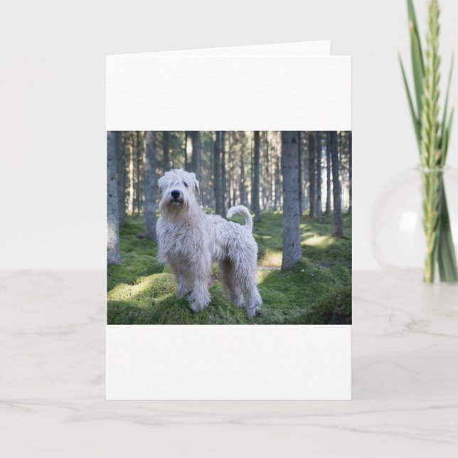 Tarjeta la suavidad caoted wheten el terrier por completo (Anverso)