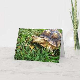 Tarjeta La tortuga de Sulcata se lleva una gran juerga de
