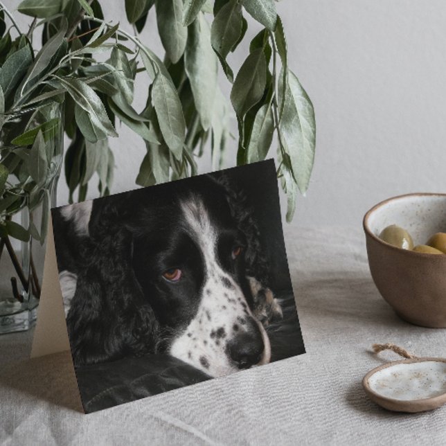 Tarjeta La triste imagen de perro se pone bien (In Situ)