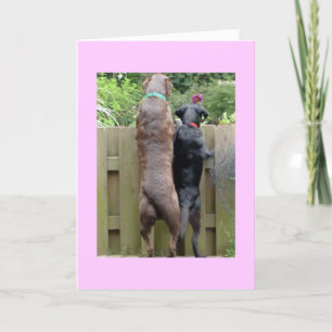 Tarjeta Labarador Dogs