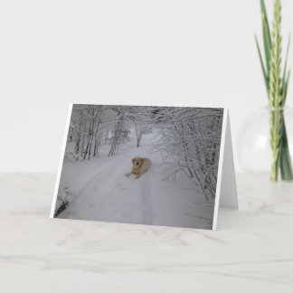 Tarjeta Laboratorio amarillo que se relaja en nieve fresca