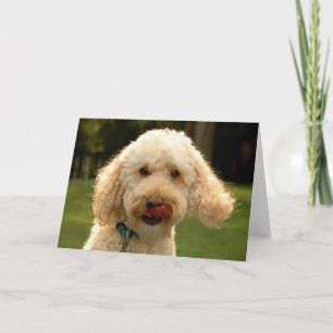 Tarjeta ¡labradoodle!