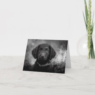 Tarjeta Labradoodle en B&W Notecard