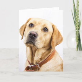 Tarjeta Labrador