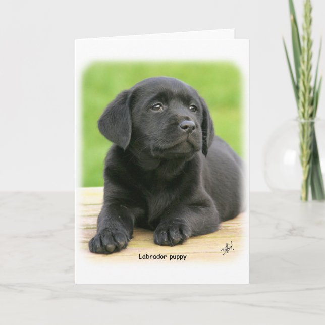 Tarjeta Labrador cachorro 9Y267D-109 (Anverso)