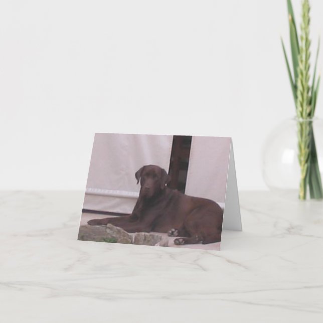 Tarjeta labrador chocolate marrón acostado (Anverso)