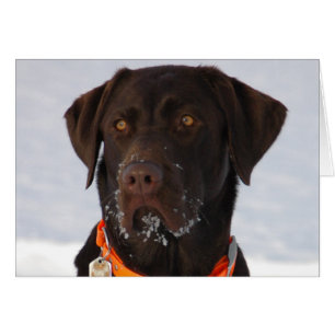 Tarjeta Labrador de Chocolate