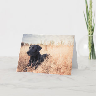 Tarjeta Labrador Negro En Grasa Seca