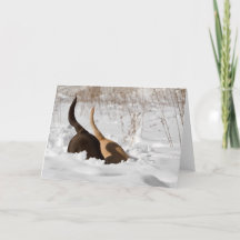 Labrador Recuperadores Escarbando En Saludo De Nie