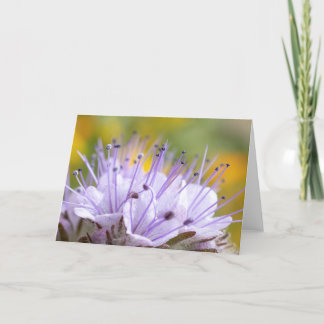 Tarjeta Lacy Phacelia Flower