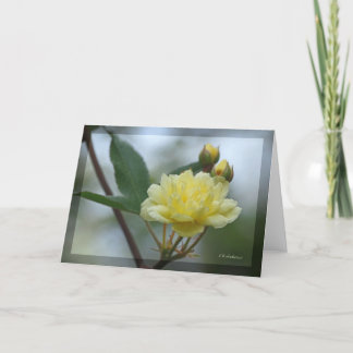 Tarjeta Lady Banks Rosea