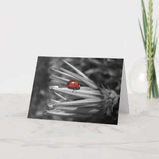 Tarjeta Lady Bug en una fiesta