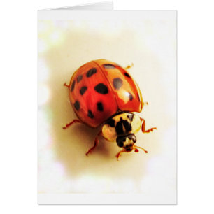Tarjeta Ladybug