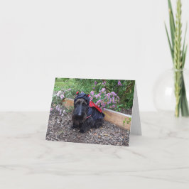 Tarjeta Ladybug Baby