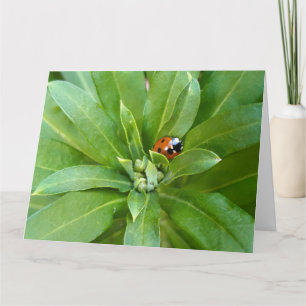 Tarjeta Ladybug en Flores