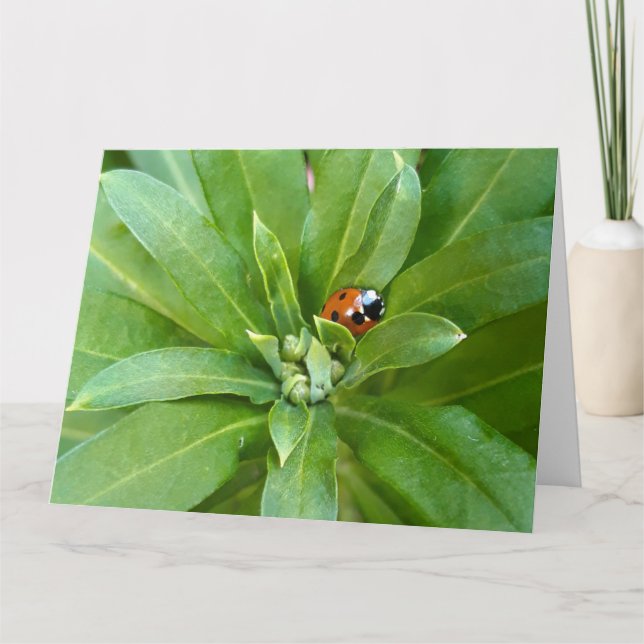Tarjeta Ladybug en Flores (Anverso)