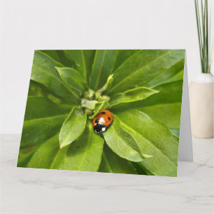 Tarjeta Ladybug en Flores