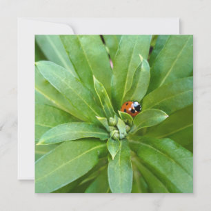Tarjeta Ladybug en Flores