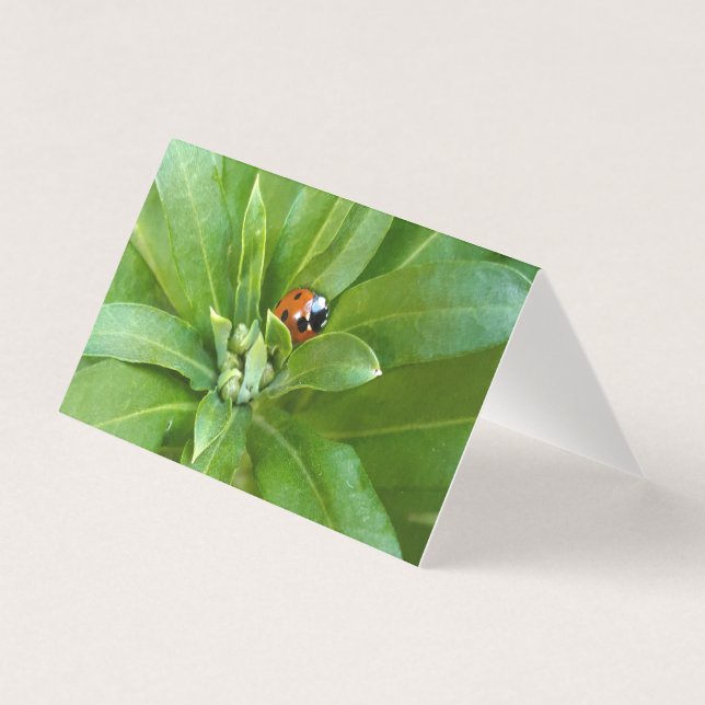 Tarjeta Ladybug en Flores (Anverso)