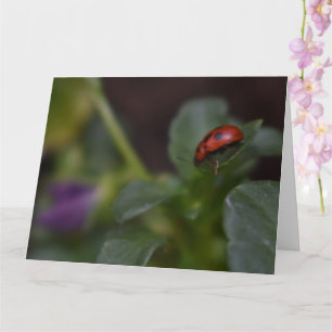 Tarjeta Ladybug en Flores