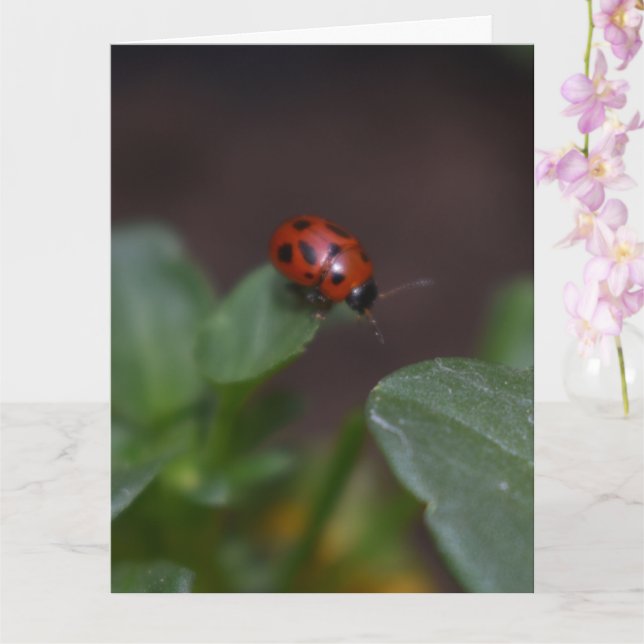 Tarjeta Ladybug en Flores (Orquídea)