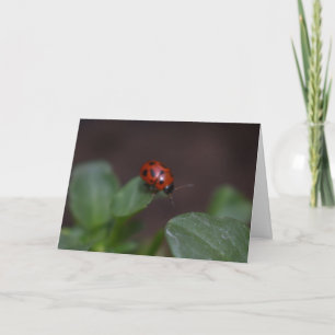 Tarjeta Ladybug en Flores