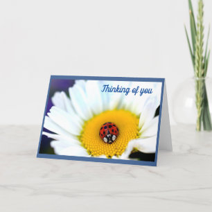 Tarjeta Ladybug en White Daisy