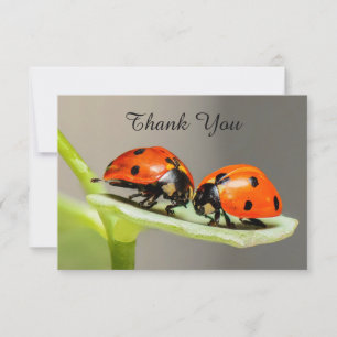 Tarjeta Ladybugs Beetles Flat Gracias