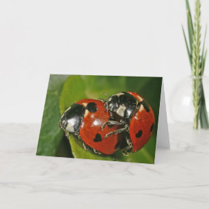 Tarjeta Ladybugs en amor