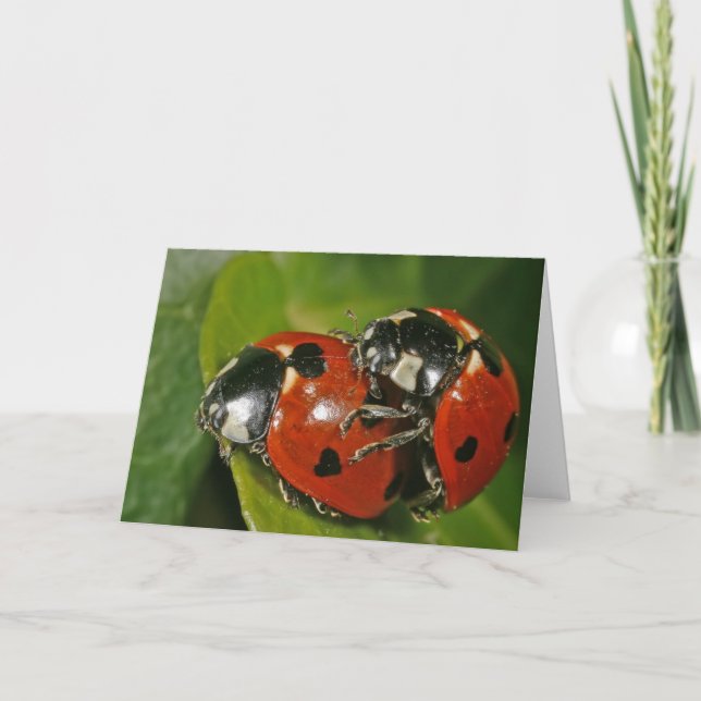 Tarjeta Ladybugs en amor (Anverso)