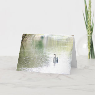 Tarjeta Lago Swan