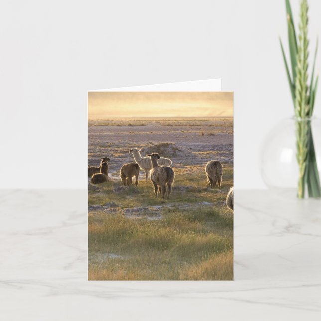 Tarjeta Lamas en la puesta del sol (Anverso)