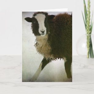 Tarjeta Lambchops