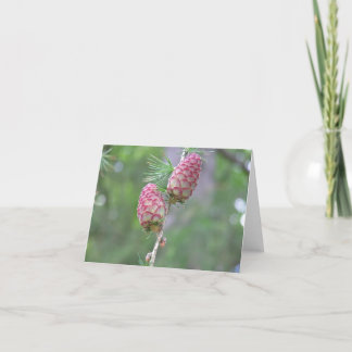 Tarjeta Larch (Larix)