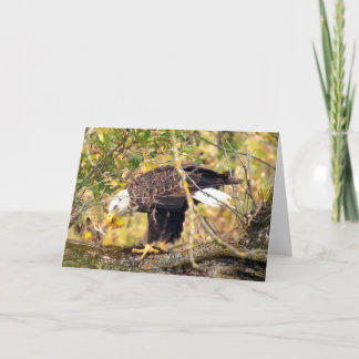 Tarjeta Las águilas del Norte de Decorah: la luna de cosec