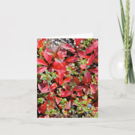 Tarjeta Late Summer in Alaska - 4" x 5.6" Notecard