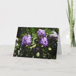 Tarjeta Laurel de montaña en la luz del sol