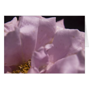 Tarjeta Lavendar Rosa Petals