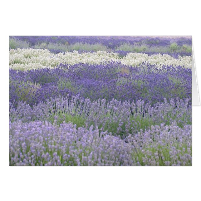 Tarjeta Lavender (Anverso (Horizontal))